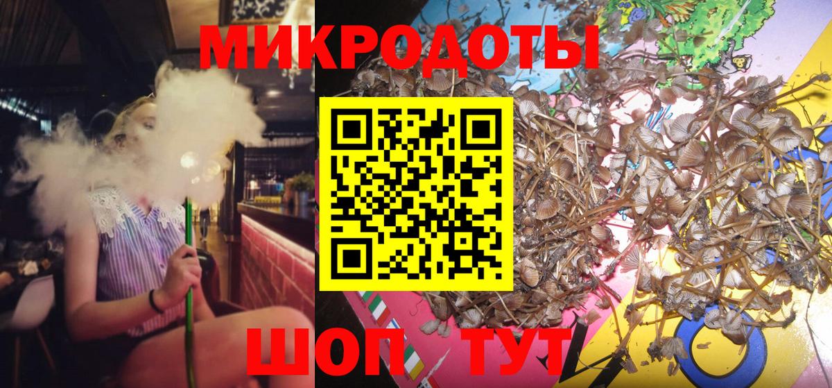 Галлюциногенные грибы Psilocybe Майкоп